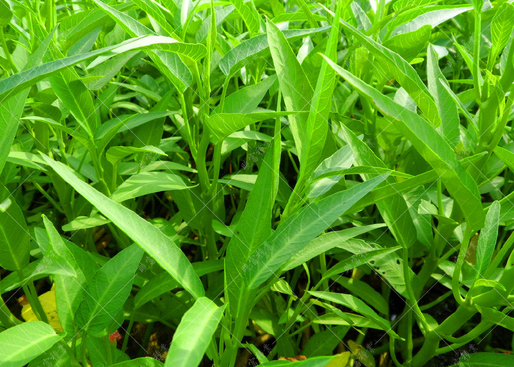 1558577233179930.jpg 13185066_092017362157_2.jpg